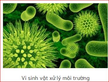 Vi sinh môi trường - Công Ty Cổ Phần Dầu Khí Hồng Hà